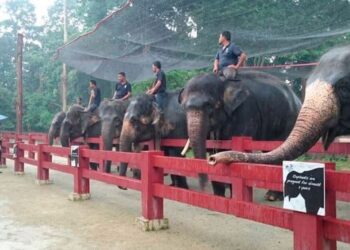 SEBAHAGIAN gajah sedia beraksi pada bila-bila masa apabila menerima kehadiran pengunjung di Pusat Konservasi Gajah Kebangsaan (PKGK) Kuala Gandah, Lanchang di Temerloh, Pahang.
