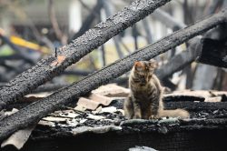 Tompok Cari Tiga Anak Rentung Terbakar Utusan Digital