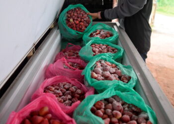 SEORANG pekerja melihat strawberi sejuk beku yang penuh dalam peti simpanan di di Tanah Rata, Cameron Highlands, Pahang. - UTUSAN/SHAIKH AHMAD RAZIF