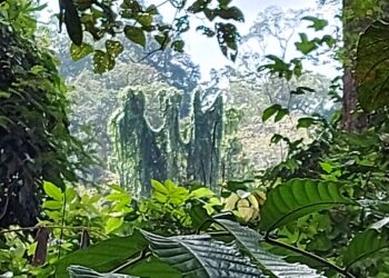 POKOK menjalar membentuk seakan-akan kalimah Allah ditemukan di kaki Bukit Bongkok, Ulu Cheka di Jerantut, Pahang. - UTUSAN/SALEHUDIN MAT RASAD