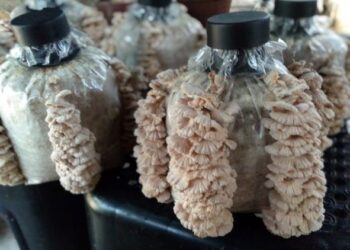 R&D bernilai RM4 juta itu akan berfokuskan kepada mengkaji serta memasarkan makanan ternakan ruminan berasaskan zat nutrisi dari beg medium cendawan kukur. – Gambar hiasan