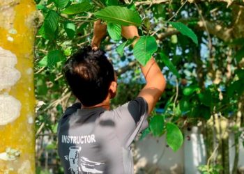 SEORANG penduduk memetik daun ketum berhampiran rumahnya untuk dijual.