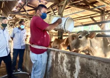 ADAM ABDULLAH KWAN (kiri) memerhatikan Che Azman Che Norohoseni (kanan) menuangkan makanan kepada lembu ternakan hibrid di Kampung Semadong, Beseri, Perlis baru-baru ini.- UTUSAN/SYED AZLAN SAYID HIZAR