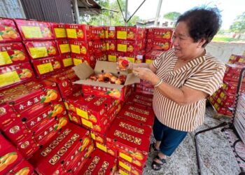 PERMINTAAN limau mandarin yang dijual Ng Ah Ling sangat tinggi namun bekalan pula berkurangan sekali gus menyebabkan harga meningkat di gerainya, di Pauh, Perlis hari ini.- UTUSAN