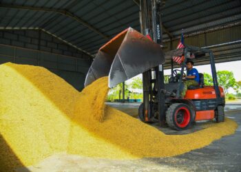 SEORANG pengendali jentera melakukan kerja-kerja mengumpul padi yang dihantar di Pusat Belian Padi Pertubuhan Peladang Kawasan Arau, Kampung Banat, di Perlis, semalam.  - UTUSAN/IZLIZAN OTHMAN