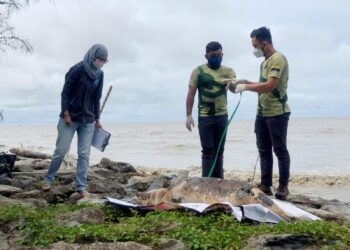 SYAMIL ABD. RAHMAN memindahkan ikan lumba-lumba iaitu yang keenam ditemukan terdampar sepanjang bulan ini di pesisir pantai Kuala Perlis, Perlis semalam.- UTUSAN/MOHD. HAFIZ ABD. MUTALIB