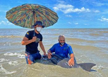 SYAMIL ABDUL RAHMAN (kiri) melihat ikan lumba-lumba terdampar di pesisir pantai, Kuala Perlis, semalam.UTUSAN/NAZLINA NADZARI