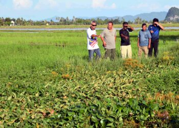 pesawah menunjukkan kawasan parit yang dipenuhi semak-samun sehingga menyebabkan air tersekat dan tidak dapat disalur keluar sekali gus menjejaskan pesawah untuk memulakan kerja-kerja menanam padi di Kampung Pida Dua Sekerat, Guar Sanji, Arau, Perlis semalam. – UTUSAN/IZLIZAN OTHMAN.