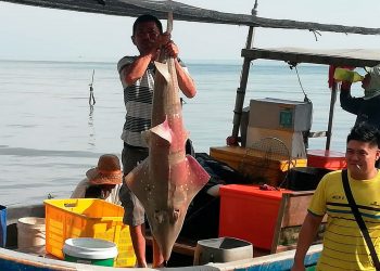 Roslizan Ramli membawa pulang hasil tangkapan dua ekor ikan yu kemian ketika menjala ikan di belakang Pulau Kendi, Teluk Kumbar, Pulau Pinang kelmarin. - UTUSAN/NOOR HASLIZA NUSI