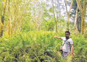 MUSA Berahim menunjukkan kebun getahnya yang semak di Kampung Pahlawan, Langkap dekat Pasir Salak baru-baru ini. – UTUSAN/AIN SAFRE BIDIN