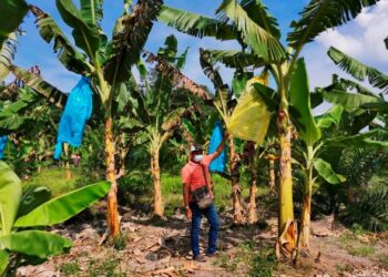 MOHD. Johan Musa menunjukkan tanaman pisang yang diusahakannya di Taman Melur, Teluk Intan. - FOTO/AIN SAFRE BIDIN