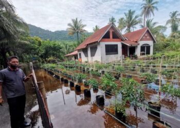 ARIZULFA Baharum menunjukkan tanaman cili yang diusahakannya dinaiki air akibat hujan berterusan di Kampar. - UTUSAN/AIN SAFRE BIDIN