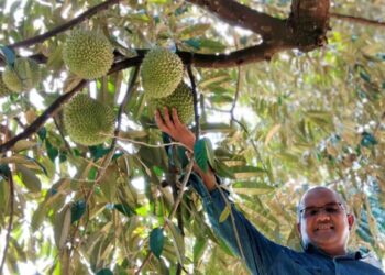 NORDIN Abdul Malek menunjukkan buah durian Paduka yang ditanam di Kompleks Warisan Pertanian iGrow di Pulau Tiga di Pasir Salak . - UTUSAN/ AIN SAFRE BIDIN
