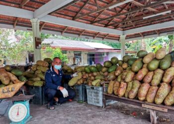 ZULKIFLI Akhmar menunjukkan lambakan buah cempedak yang dibeli dari penduduk kampung ketika ditemui di Kampung Selabak, Teluk Intan. - UTUSAN/AIN SAFRE BIDIN