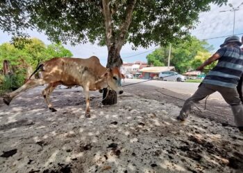 SEORANG petugas cuba menumbangkan seekor lembu korban yang agresif  di Masjid Melayu Jalan Selat di Teluk Intan, Perak.