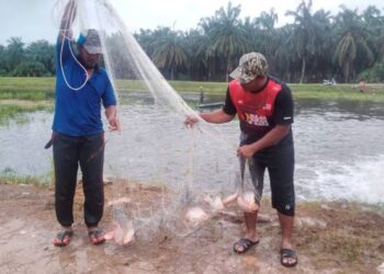 MOHAMMAD Noor Hafiz Ismail (kanan) dan rakannya menunjukkan ikan tilapia yang dijala dalam banjir di Kampung Matang Tengah, Bagan Serai hari ini. - UTUSAN/WAT KAMAL ABAS