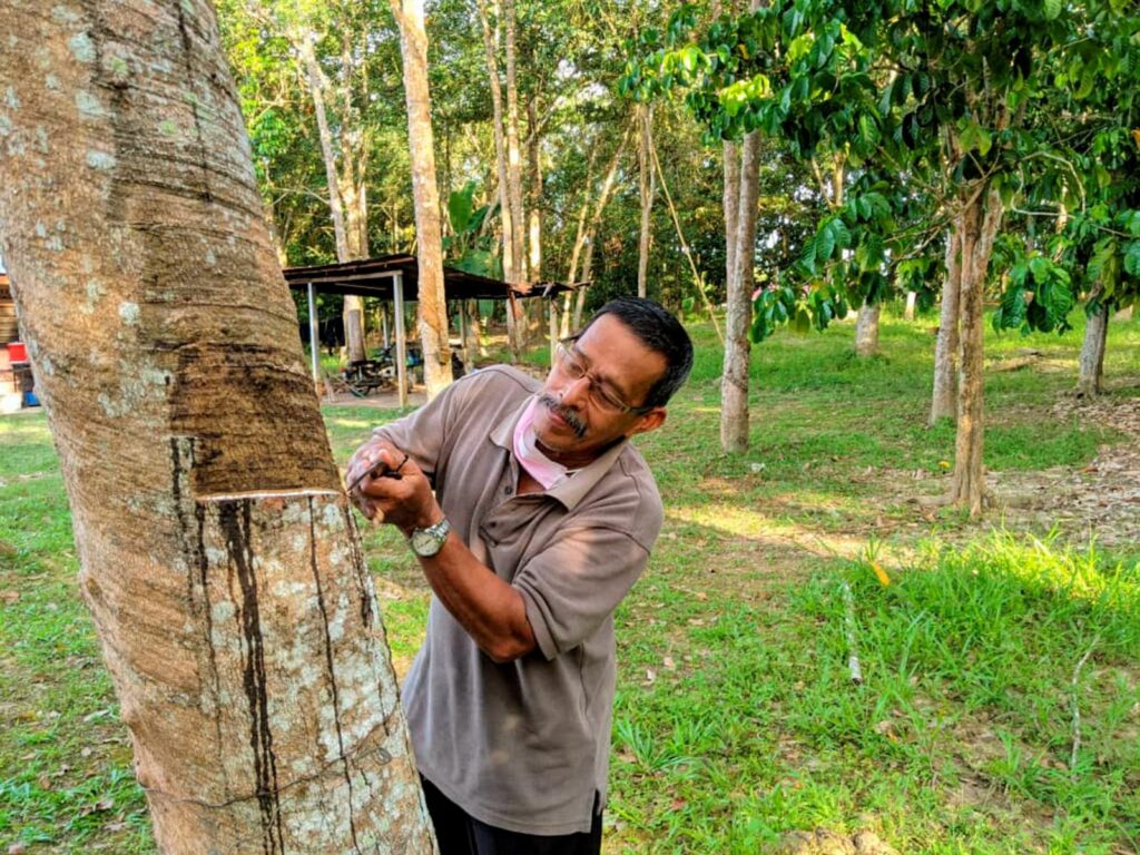 52 tahun menoreh, tak pernah rasa RM3.50 sekilogram – Utusan Digital