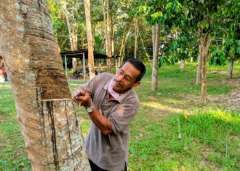 ABDUL Ghani Zainun menoreh getah di kebun milik keluarganya di Kampung Kubang Halban, di Kuala Kangsar. - UTUSAN/MOHAMAD HAFIZI MOHD. SAID