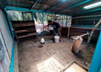 MOHAMMAD Nasir Ismail membersihkan reban ayam dengan cara menabur kapur bagi meneutralkan semula reban daripada penyakit hama selepas banjir di Bagan Serai. – UTUSAN/WAT KAMAL ABAS