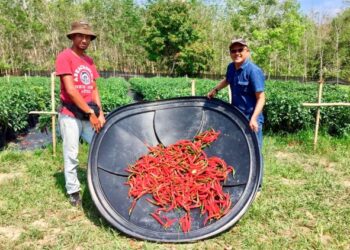 MEMPERKASAKAN semula sektor pertanian secara proaktif dapat menjamin keselamatan makanan
negara.