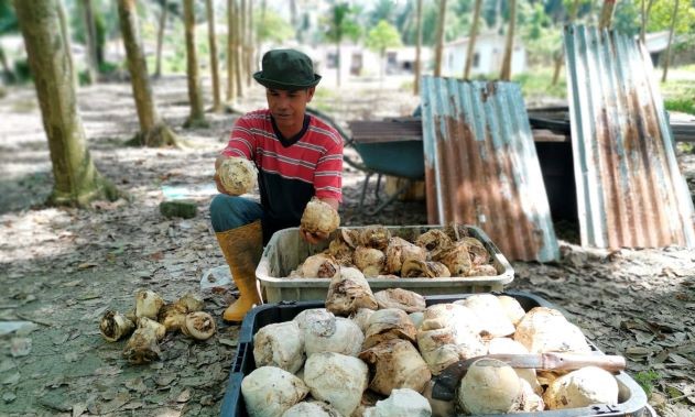 Harga getah hari ini