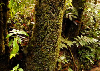 HUTAN berlumut di Hutan Mossy, Cameron Highlands yang masih terpulihara namun keadaannya mungkin berubah jika projek pembangunan dilaksanakan di situ.  - IHSAN REACH