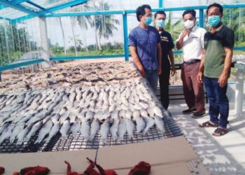 DR. HAMID Hamid Yusoff (dua dari kanan) melihat proses pengeringan ikan masin dalam rumah haba pintar di Kampung Sungai Baharu Tengah, Tanjung Piandang dekat Parit Buntar. - UTUSAN/WAT KAMAL ABAS