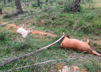 ANTARA lembu ditemukan mati di ladang sawit di Lambor Kanan dekat Parit, Perak semalam. - IHSAN PDRM