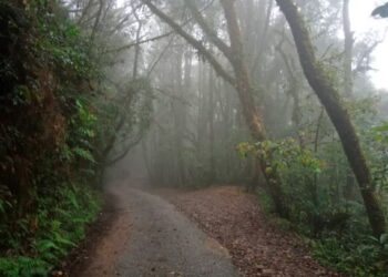 SUASANA di Hutan Mossy di Gunung Brinchang yang menjadi tarikan pelancong ke Cameron Highlands. – UTUSAN/IHSAN REACH