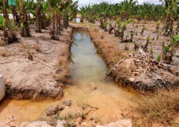 KEADAAN parit yang pernah tular dalam media sosial kerana kejernihan airnya di sebuah kebun pisang di Bagan Datuk. - UTUSAN/AIN SAFRE  BIDIN