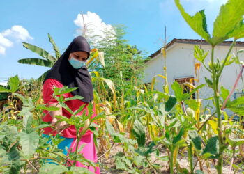 HAMIDAH Nagor Gany melihat tanaman yang diusahakannya di rumahnya di Taman Sri Bidor di Bidor, Perak. -UTUSAN/ ASLIZA MUSA