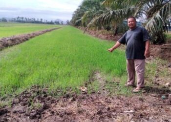 PESAWAH, Khairul Afandi Razali menunjukkan petak sawahnya yang kering di Kampung Parit Haji Taib 2 di Bagan Serai. - UTUSAN/WAT KAMAL ABAS