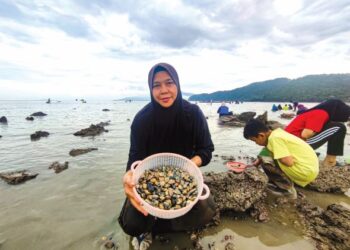 ZURAIDA Omar menunjukkan siput gayam yang ditangkapnya ketika air laut surut di pesisir Pantai Pulau Sayak, Kota Kuala Muda di Sungai Petani. – UTUSAN/NUR SYAZWANA MANSOR