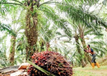 MALAYSIA tidak lagi membenarkan penebangan hutan untuk penanaman sawit selepas 2020. – UTUSAN