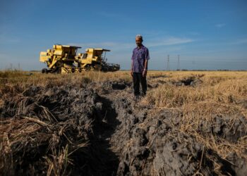 Pelbagai masalah yang melanda dalam industri padi seperti tanah jerlus, kelewatan penghantaran benih dan ditipu orang tengah menjadi punca kemerosotan hasil padi di Kedah dan Perlis.