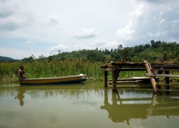 SEORANG penduduk kampung Orang Asli  mendayung sampan di Tasik Chini.