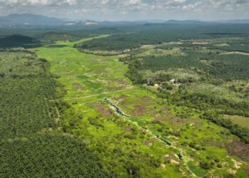 Pemandangan udara keadaan Tasik Mentiga yang boleh diibaratkan sebagai tasik mati ekoran terbiar sejak sekian lama hingga bertukar menjadi kawasan berpaya dalam tinjauan tasik tersebut yang terletak di Kampung Tasik Mentiga, Chini, Pekan, Pahang. – UTUSAN/MUHAMAD IQBAL ROSLI.