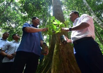 Program penghutanan semula tidak pernah terhenti bagi memastikan kepupusan hutan dapat dibendung-GAMBAR HIASAN