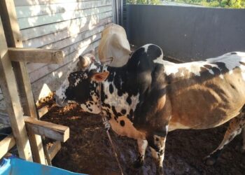 LEMBU korban yang diberi nama Leopard mempunyai tiga warna iaitu hitam, putih dan coklat serta bertompok-tompok ditempatkan dalam kandang sementara di Kampung Bukit Bayas, Kuala Terengganu.