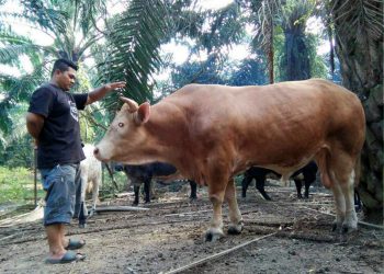 Baka lembu import yang semakin mendapat perhatian masyarakat tempatan dalam melakukan ibadah korban.