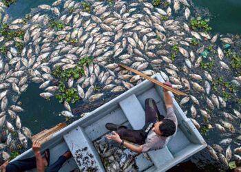 SEBAHAGIAN daripada ikan tilapia yang mati dpercayai kekurangan oksigen di dalam air akibat cuaca panas di Tasik UniSZA, Kuala Nerus. - MINGGUAN/PUQTRA HAIRRY ROSLI