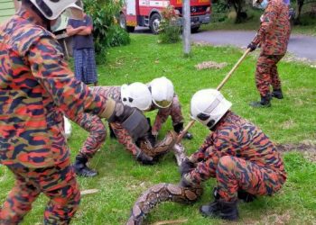 Anggota bomba dari BBP Yong Peng menangkap seekor ular sawa batik di halaman rumah seorang penduduk di Kampung Parit Arshad, Parit Awang, Yong Peng, Batu Pahat petang semalam.
Foto IHSAN BOMBA