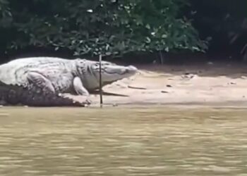 TANGKAP layar video tular seekor buaya bersaiz besar di tebing sungai dipercayai di muara Sungai Linggi.