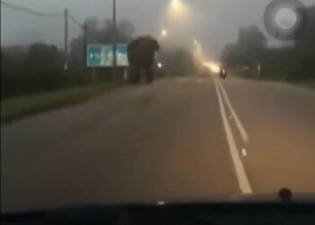 TANGKAPAN layar rakaman video gajah liar melintas di Jalan Perani, Kota Tinggi, Johor.