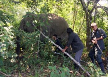 Jabatan Perhilitan Johor menangkap gajah liar termasuk seekor gajah betina yang disyaki menyerang pengawal keselamatan hingga maut baru-baru ini.