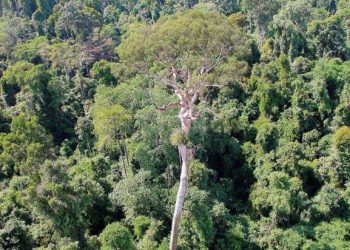 Hutan perlu dipulihara demi keseimbangan alam