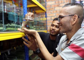 Adam Syah (kiri) bersama bapanya, Harun Mat Yusop, memerhati  ikan laga dalam sebuah balang