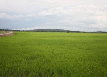 Paya Sepayang di Rompin antara jelapang padi Pahang  yang berpotensi dan mempunyai tanah yang subur serta infrastruktur yang baik.