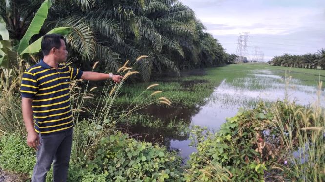 Sawah tenggelam akibat banjir - Utusan Digital