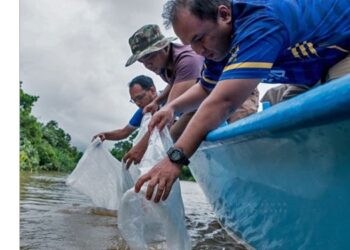 Udang galah dilepaskan ke sungai